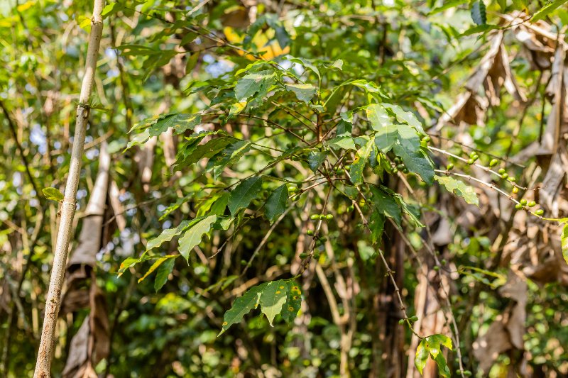 RAKI Coffee farmers in Est. 2018